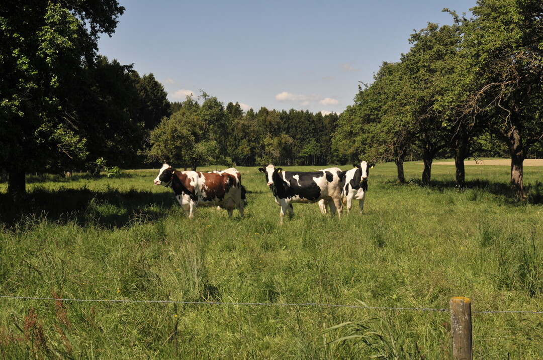 Gr�nlandbasierte Rinderf�tterung ist gut f�rs Klima.