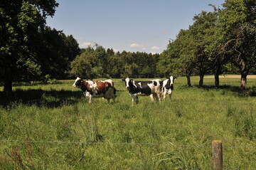 Grünlandbasierte Rinderfütterung ist gut fürs Klima.