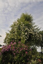 Im Garten von Elsbeth Mayer