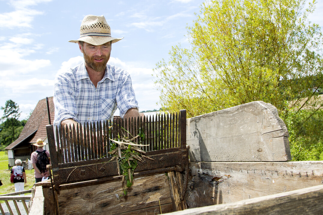 Beim Grünkernfest im Freilandmuseum Odenwald wird das Korn mit historischen Gerätschaften geerntet und weiterverarbeitet.