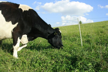 Bildunterschrift: 9751: Bei steigenden Kraftfutterpreisen kann die F�tterung ohne oder mit wenig Kraftfutter sinnvoll erscheinen. In einem Forschungsprojekt soll die Wirtschaftlichkeit untersucht werden.