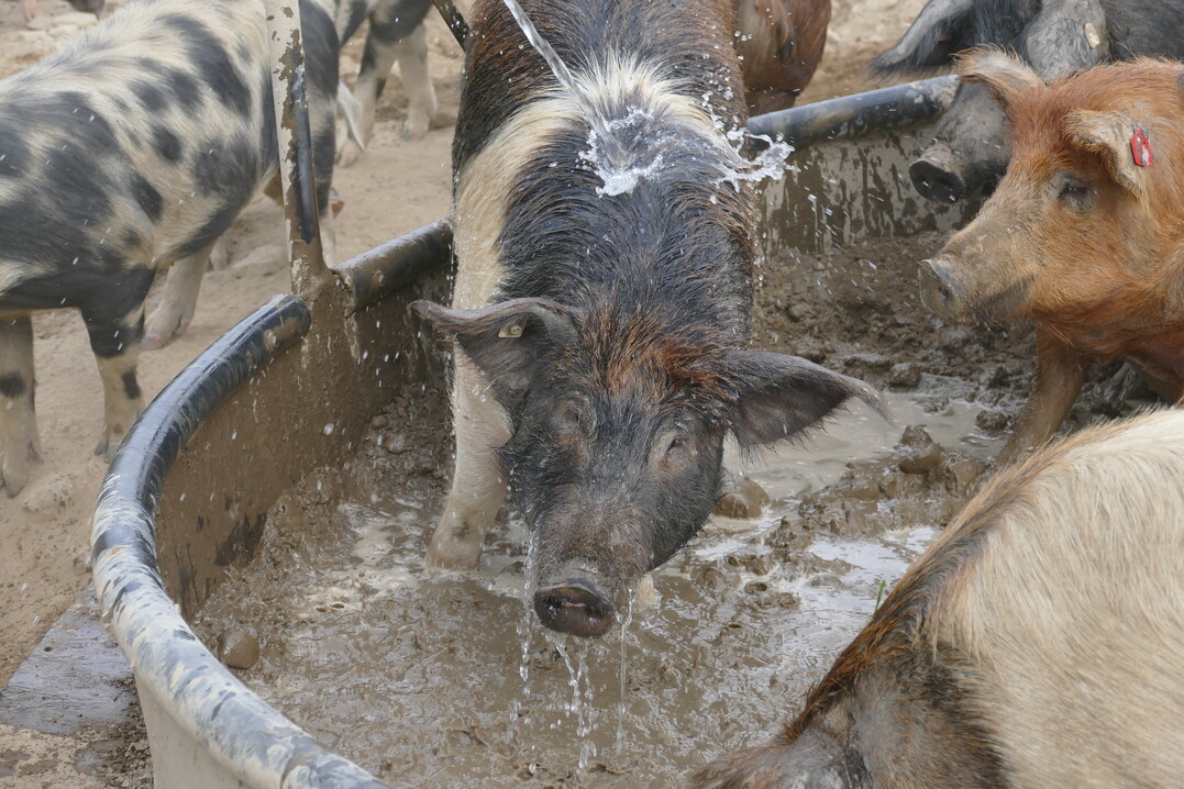 In einer gro�en Suhlwanne gibt es an hei�en Tagen Abk�hlung f�r die Schweine. 
