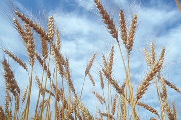 Getreide dominiert den �kolandbau.