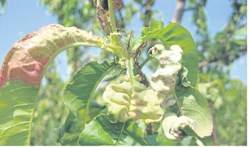 Die Kr�uselkrankheit sorgt bei Pfirsichen f�r erhebliche Sch�den. Die Sorten sind unterschiedlich empfindlich. Au�erdem spielt die Witterung ausgangs Winter f�r den Befall eine Rolle.