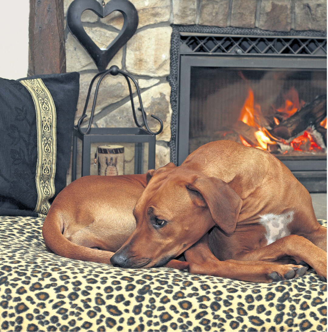 Die wohlige W�rme, das leise Knistern und Knacken des Holzes im Ofen, das genie�en im kalten Winter Mensch und Tier.