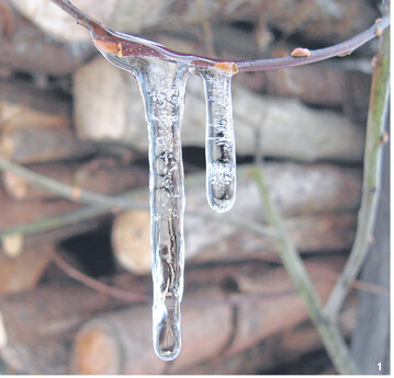 Eis schützt Knospen.