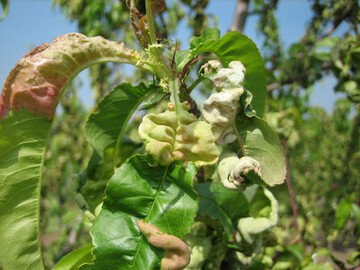Die Kr�uselkrankheit sorgt bei Pfirsichen f�r erhebliche Sch�den. Die Sorten sind unterschiedlich empfindlich. Au�erdem spielt die Witterung ausgangs Winter f�r den Befall eine Rolle.