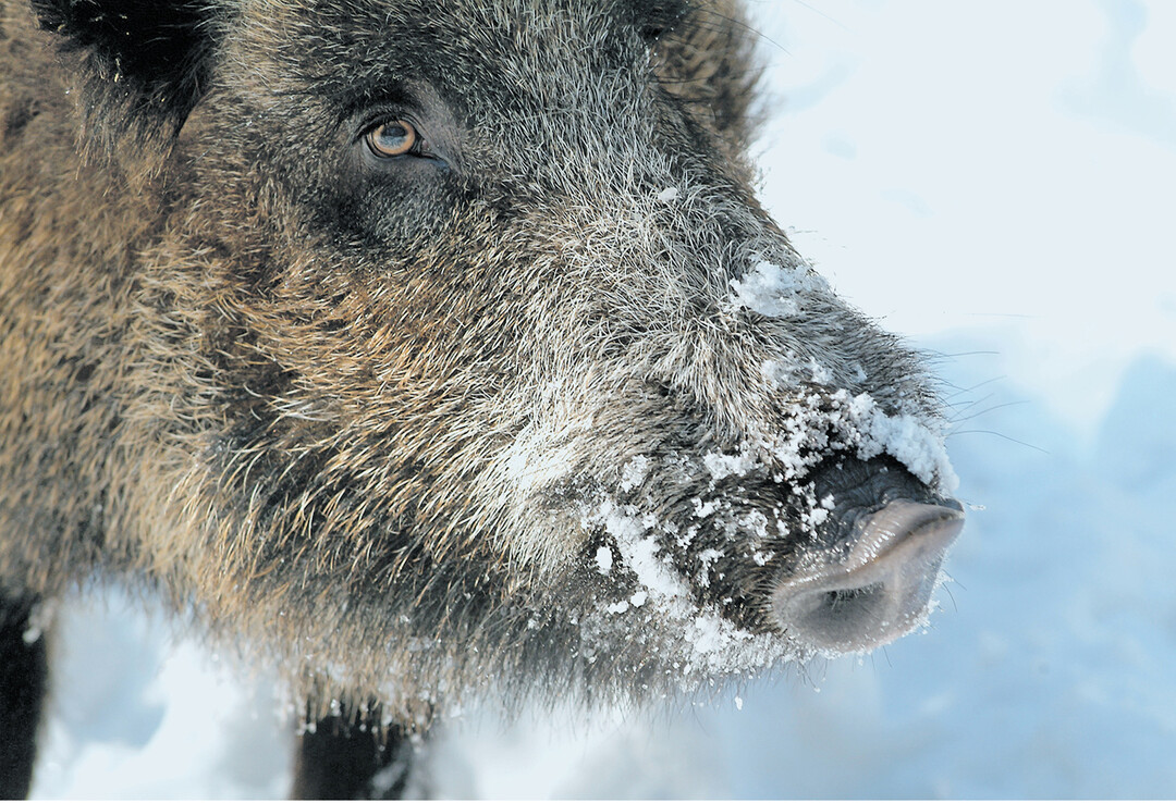 In der Diskussion �ber das neue Jagd- und Wildtiermanagementgesetz spielt die Wildschadensregulierung eine wichtige Rolle.