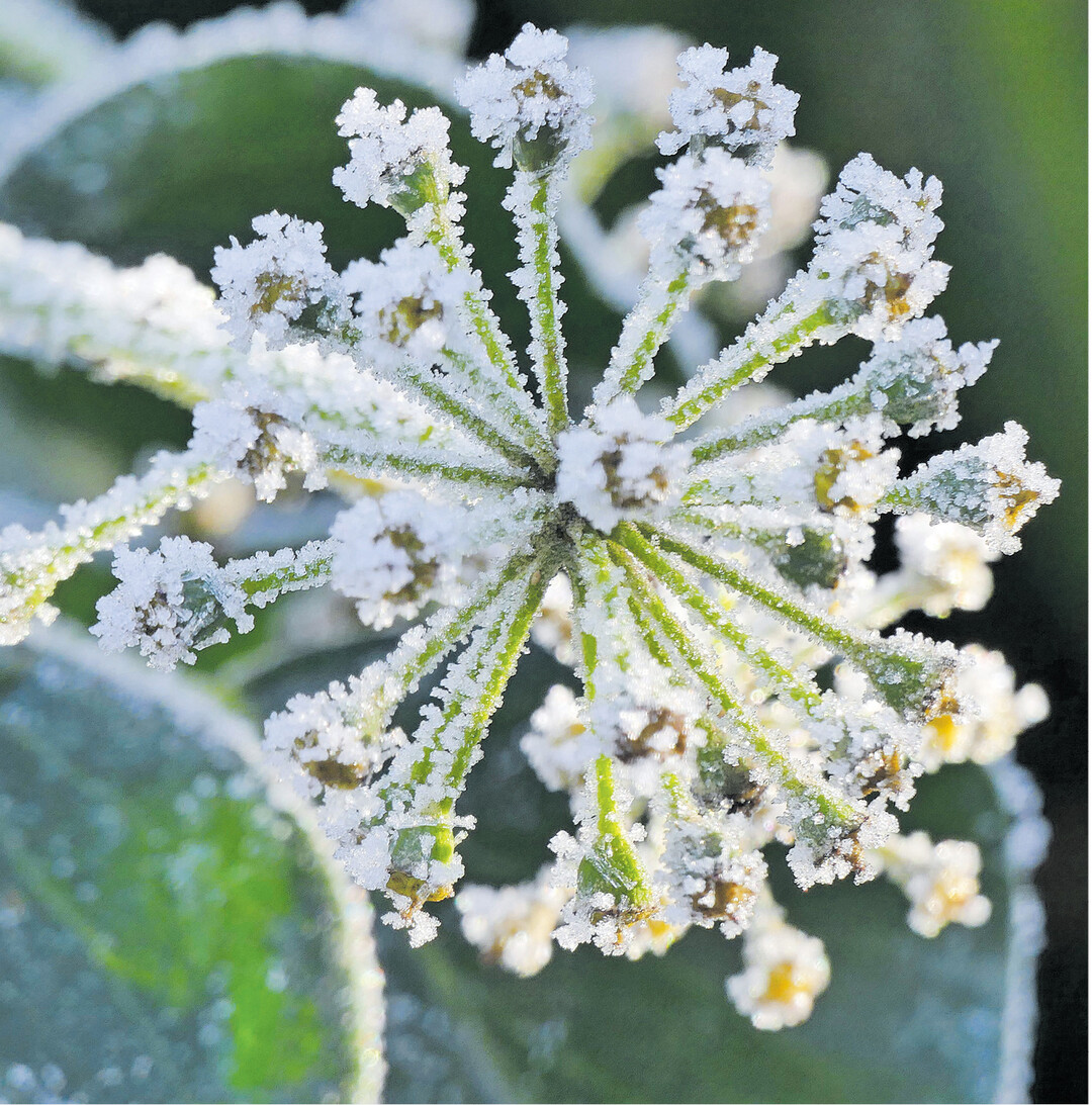 bild der woche Winterzauber: Bl�tenstand von Efeu mit Eiskristallen gespickt. Wussten Sie, dass Efeu zweierlei Bl�tter ausbildet? In jungen Jahren sind die gestielten Bl�tter typisch f�nflappig. Kommt der Efeu in sp�teren Jahren zur Bl�te, erscheinen die neuen Bl�tter eif�rmig bis rhombisch und sind nicht mehr typisch f�nflappig.