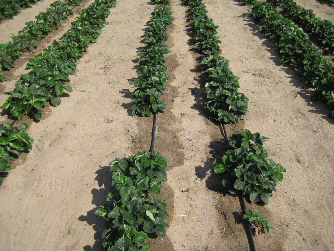 Tropfschl�uche bringen Wasser und N�hrstoffe gezielt an die Pflanze. 