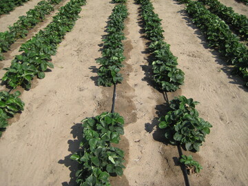 Tropfschläuche bringen Wasser und Nährstoffe gezielt an die Pflanze.
