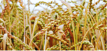 Dinkel wird als gesund und in Sachen D�nger und Pflanzenschutz als gen�gsam angesehen. Diese Verbrauchererwartung sollte man bei der Kulturf�hrung ber�cksichtigen.