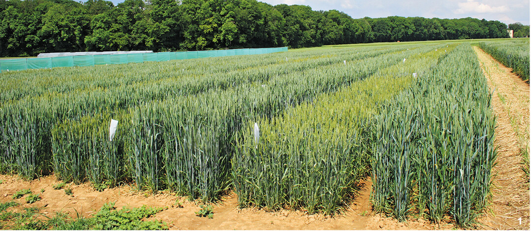 Weizenz�chtung an der Landessaatzuchtanstalt in Hohenheim.