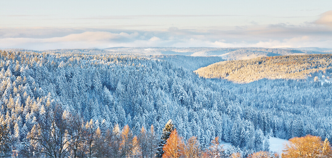 So viele Tannen? Tats�chlich wachsen im Schwarzwald inzwischen vorwiegend Fichten.