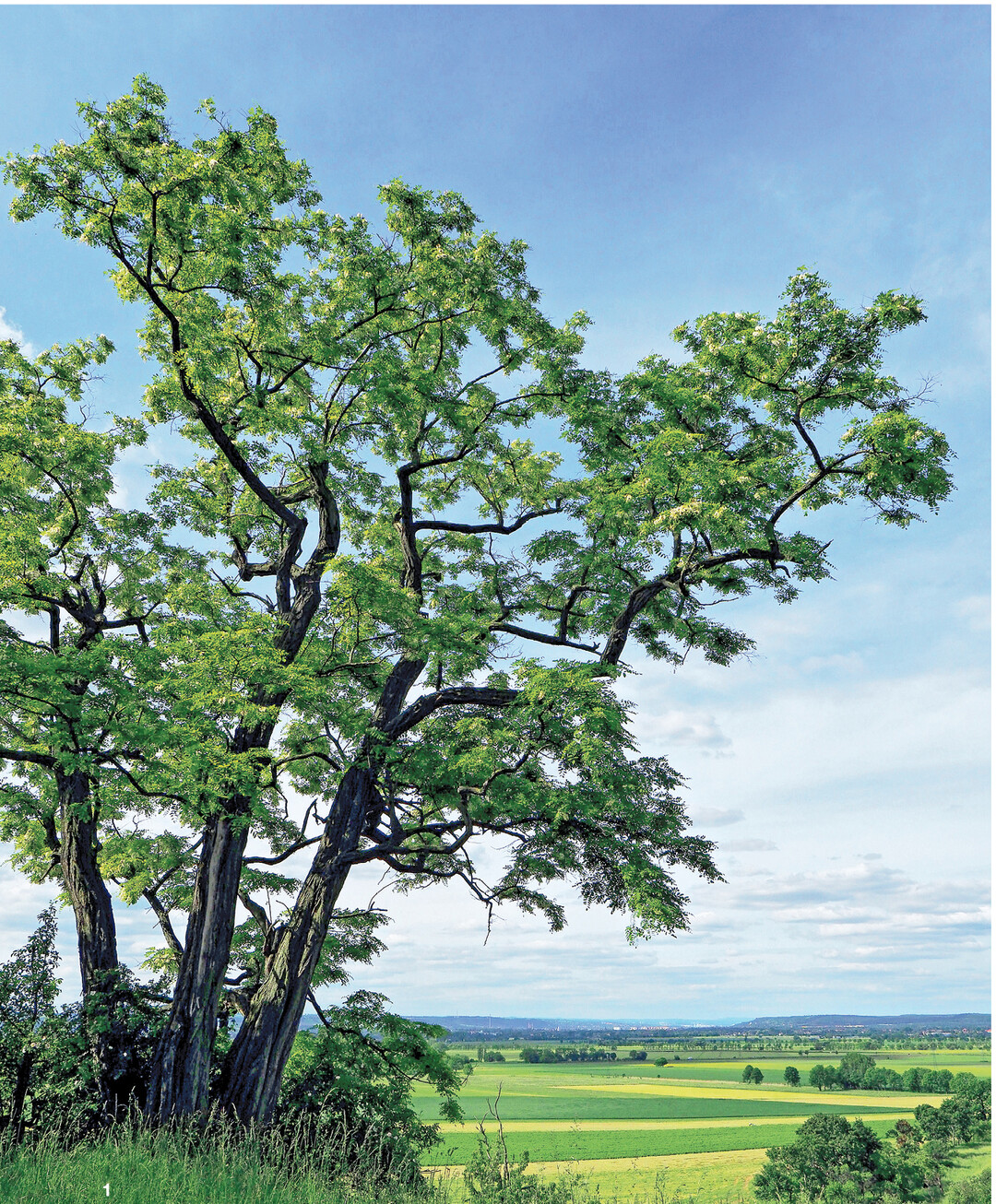 Freistehende Robinien bilden malerische Kronen.