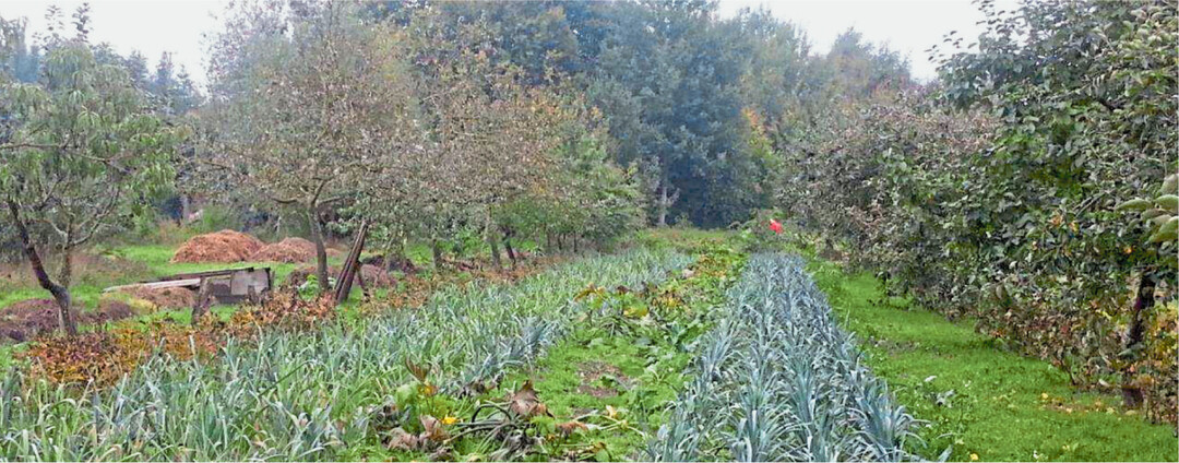 Agroforstwirtschaft gilt als nachhaltig. Die B�ume bringen vielfachen Nutzen, hier im Obst- und Gem�sebau.