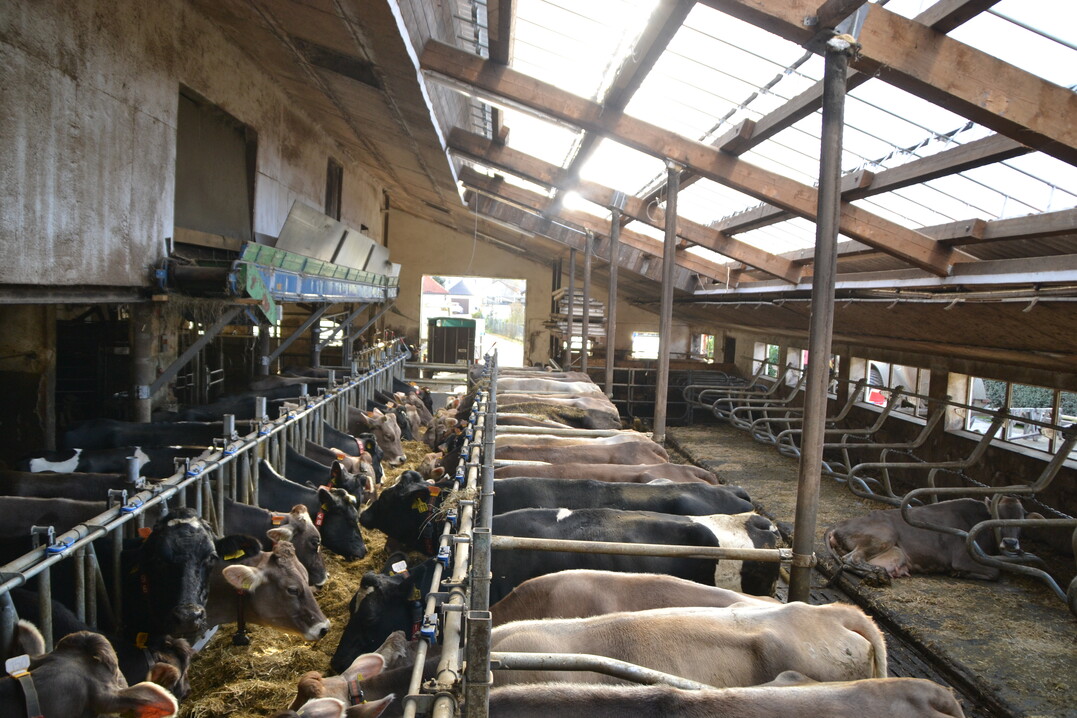 Die eingebauten Lichtplatten schaffen die Atmosphäre eines integrierten Laufhofes, der aufgrund der Innerortslage nicht an das Gebäude angebaut werden konnte.