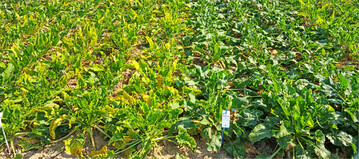 Welchen Einfluss die richtige Sortenwahl hat, zeigen die drei Zuckerr�benreihen rechts.