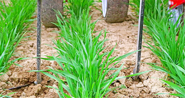 Hacken aus dem �kolandbau k�nnten eine sinnvolle Erg�nzung im neuen, nachhaltigen mineral-�kologischen Landbau sein.