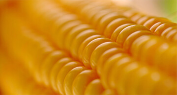 Wer die Kornfeuchte beim Mais misst, kann dem idealen Erntezeitpunkt bedeutend näher kommen und höhere Energieerträge einfahren.