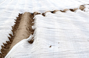 Wenn Folie altert und reißt, können kleinste Kunststoffpartikel auch in Böden gelangen. Laut NABU-Studie geht nur ein geringer Teil der Mikroplastik in Böden auf Folien zurück.