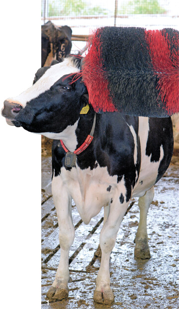 1 Kühe kratzen sich gerne und viel. Die Putzbürsten können den Komfort erhöhen, aber nur, wenn sie an der richtigen Stelle aufgehängt werden.