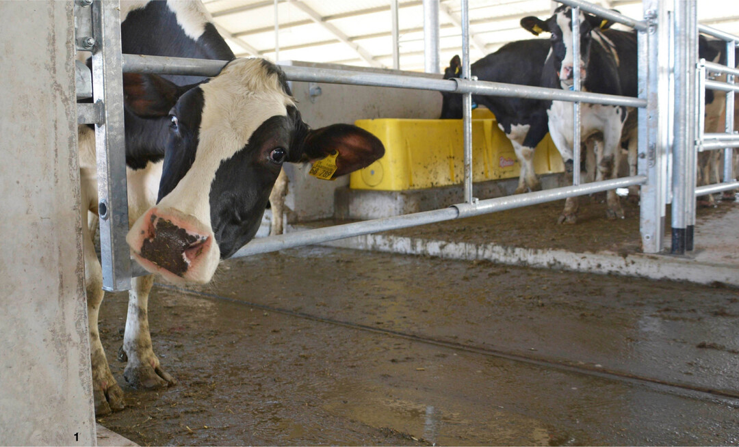 Damit K�he lange leistungsf�hig und gesund bleiben, ist es wichtig, ihnen bei einem Neubau gen�gend Platz zur Verf�gung zu stellen und das Geb�ude m�glichst komfortabel auszustatten.