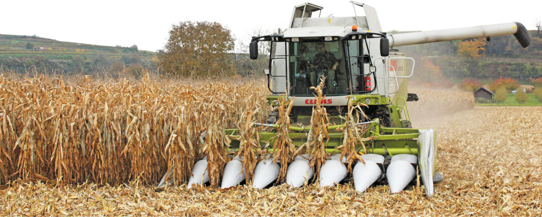 Trockenheit und hohe Temperaturen ab Juli reduzierten den Maisertrag und sorgten f�r geringe Erntefeuchten.