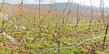 Je nach Standort zeigen auch bewässerte Ertragsanlagen deutliche Wuchsschwächen. In solchen Fällen muss dem Rebschnitt besondere Aufmerksamkeit geschenkt werden.
