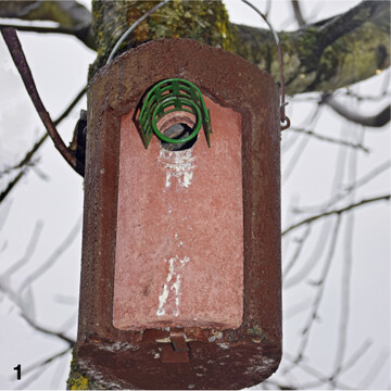 Bewohnter Nistkasten: Vögel erweisen sich als eifrige Helfer bei der Abwehr von schädlichen Insekten.