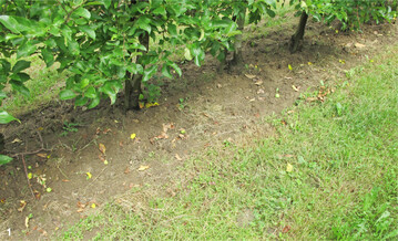 Für hohe Erträge sind bewuchsfreie Baumstreifen wichtig, denn Unterwuchs konkurriert mit den Bäumen um Wasser und Nährstoffe.