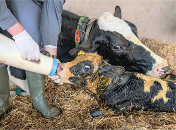 Durch gute Hygiene und ein optimales Kolostrummanagement werden die neugeborenen Kälber frühzeitig geschützt.