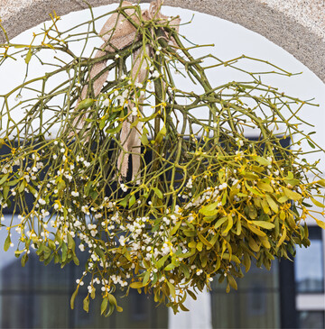 Ab in den Hausmüll Misteln sehen besonders in der Weihnachtszeit sehr dekorativ aus. Doch gehören sie nach den Feiertagen keineswegs einfach in den Biomüll oder auf den Kompost. Wie der Verein Hochstamm Deutschland betont, sollten zumindest die weißen Beeren über den Restmüll entsorgt werden, damit eine weiter Ausbreitung unterbunden wird. Der Schmarotzer ist keineswegs geschützt, sondern ein Parasit, der Bäume zerstört. mi