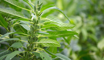 Die krautigen Sesampflanzen werden bis zu zwei Meter hoch.