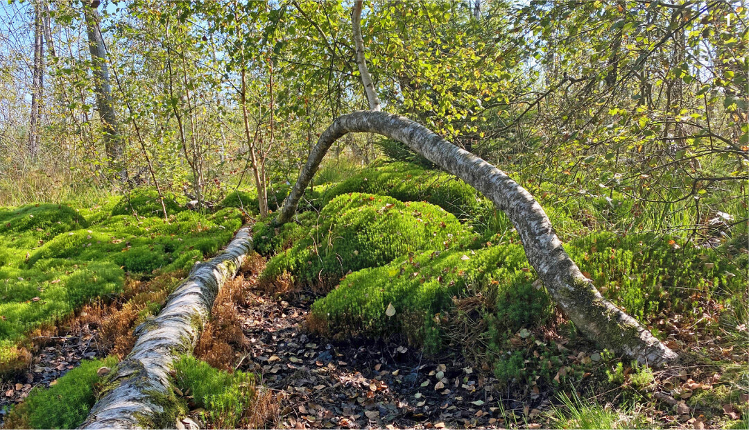 Moor-Birken k�nnen nicht �berleben, wenn der Wasserspiegel stark absinkt.