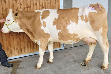 3000 Euro erl�ste diese Isimo-Tochter von Familie Kappes, Boxberg-Bobstadt.