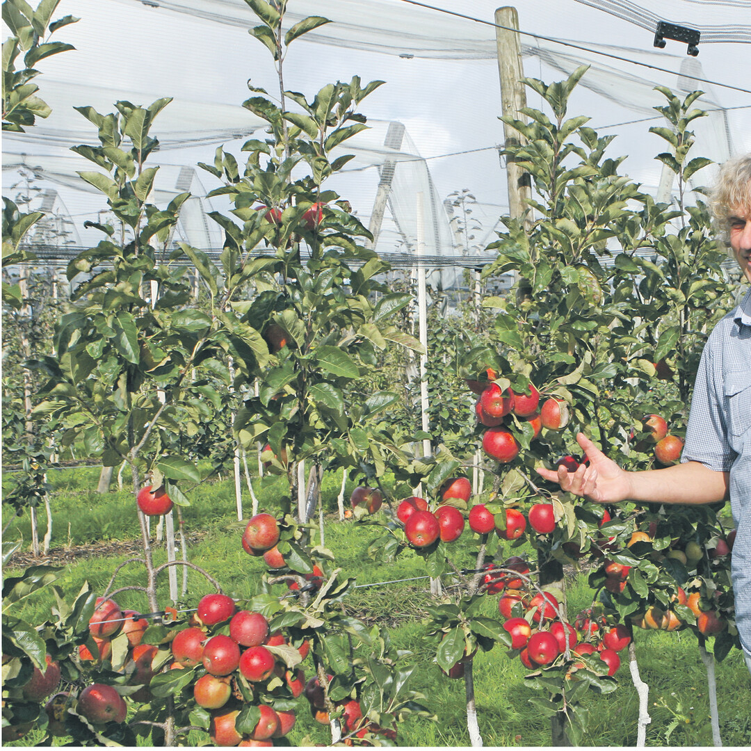 Dr. Ulrich Mayr vom Kompetenzzentrum Obstbau Bodensee in Bavendorf pr�ft neue Sorten auf ihre Standorteignung in der Bodenseeregion. Dabei m�ssen Neuheiten, die Eingang in die Praxis finden wollen, nicht nur im Anbau punkten, sondern auch den Verbraucher in Geschmackstests �berzeugen. Und schlie�lich muss eine neue Sorte auch noch vom Handel akzeptiert werden. Da der Platz im Ladenregal knapp ist, sind die Eink�ufer oft nur schwer zu �berzeugen.