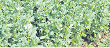 Leguminosen als Stickstoffbringer: Ackerbohnendichtsaat (früh) in Saatstärke 100 statt 20 Gramm je Quadratmeter. Der Stickstoff kommt der Folgekultur zugute.