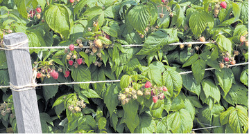 �Polka� ist eine gute Herbsthimbeere. Ganz am unteren Bildrand ist die Drahtmatte erkennbar. Der Gartenbesitzer hat zus�tzlich rund um die stark wachsende Hecke eine Schnur gespannt, damit sie nicht ausgr�tscht.