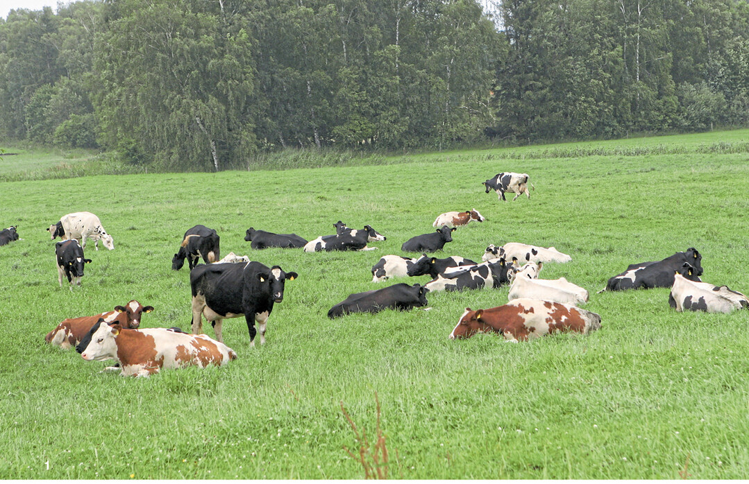 F�r Weiden gibt es eine eigene Stickstoffbedarfsberechnung, bei der die anfallenden Weideexkremente mit ber�cksichtigt werden. Allerdings nur zu einem geringen Anteil, weshalb ein hoher Weideanteil die Gefahr verringert, dass die Bilanzsalden �berschritten werden.