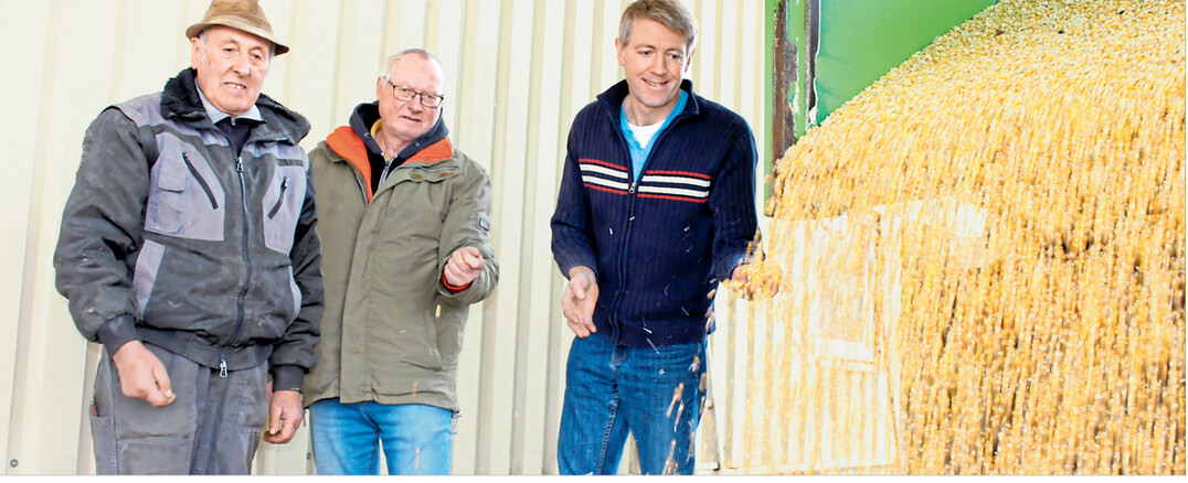 Wir trocknen langsam und schonendend bei 70 Grad. Das tut dem Mais gut", sagt Betriebsleiter J�rgen Hieber (rechts), der mit Vater Georg Hieber (links) und Werner Urban, Nebenerwerbslandwirt aus Bernstadt, den angelieferten Mais begutachtet. Energietr�ger f�r das selbstkonstruierte Trocknungssystem ist die Abw�rme eines Blockkraftwerkes, das mit Biomethan betrieben wird.