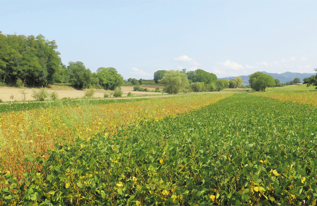 Links die herk�mmliche Saat mit etwas Melde, rechts die direkt ges�te Soja  weitgehend beikrautfrei!