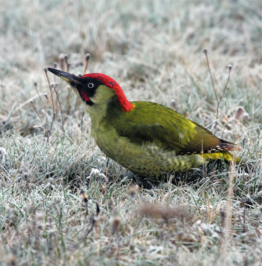 Der Gr�nspecht lebt haupts�chlich am Boden, er z�hlt zu den Erdspechten. Hier findet er seine Hauptnahrung wie Larven, W�rmer und Ameisen. Im Winter bevorzugt er Ameisenhaufen, in die er tiefe L�cher gr�bt. Mit seiner fast 10 cm langen, klebrigen Zunge ist er bestens auf den Ameisenfang ausger�stet. Der lachende Sprecht" hat einen lauten, keckernden Ruf. Steuobstwiesen sind sein idealer Lebensraum, mit dicken, morschen B�umen f�r den Bau von Bruth�hlen und Insektenfutter auf der Wiese darunter.