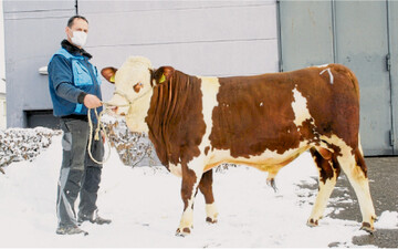 Der Spitzenbulle Rapiga, ein Ragoss-Sohn von Stefan Weiss, Sch�nwald, ging an die Besamungszentrale nach Herbertingen.