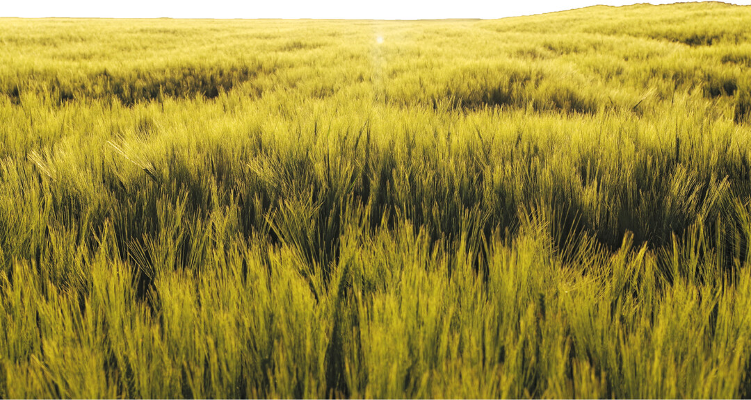 Sommerungen haben viele Vorteile. Zum Beispiel ben�tigt Sommergerste nur wenig Stickstoffd�nger.