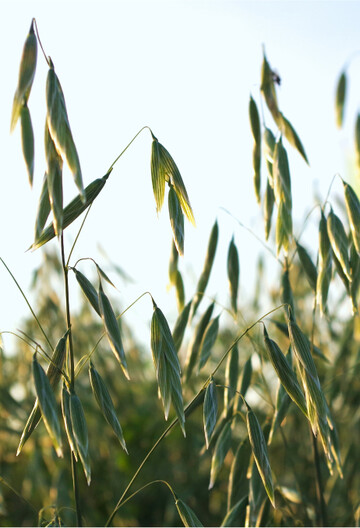 Hafer k�nnte ein hei�er Kandidat f�r 2022 sein, da er kaum Stickstoff ben�tigt.