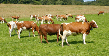 Rinderhaltung und Grünlandnutzung gehören zusammen und müssen sich miteinander weiterentwickeln.