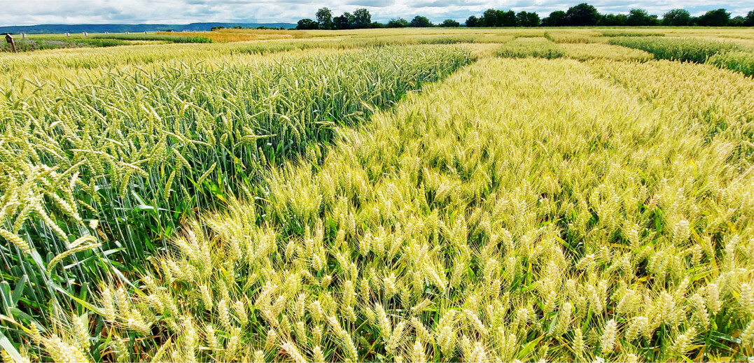 Sommerweizen im Landessortenversuch auf dem Standort Tailfingen in Baden-W�rttemberg.