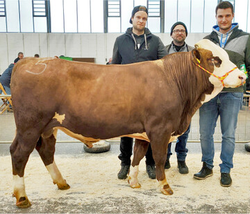 Der Vorderw�lderbulle Olymp wechselt zur RBW-Besamungszentrale Herbertingen.
