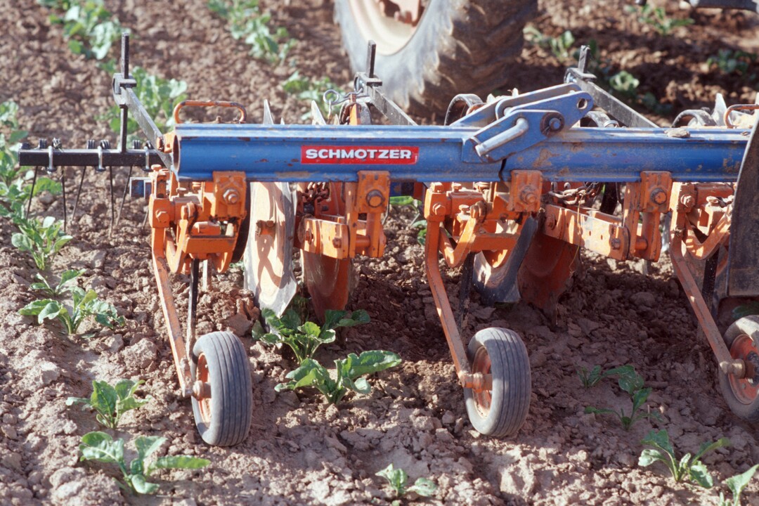 Mechanische Unkrautregulierung in Zuckerr�ben